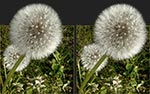 pusteblume