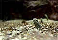 aquarium3