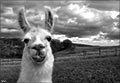 lama